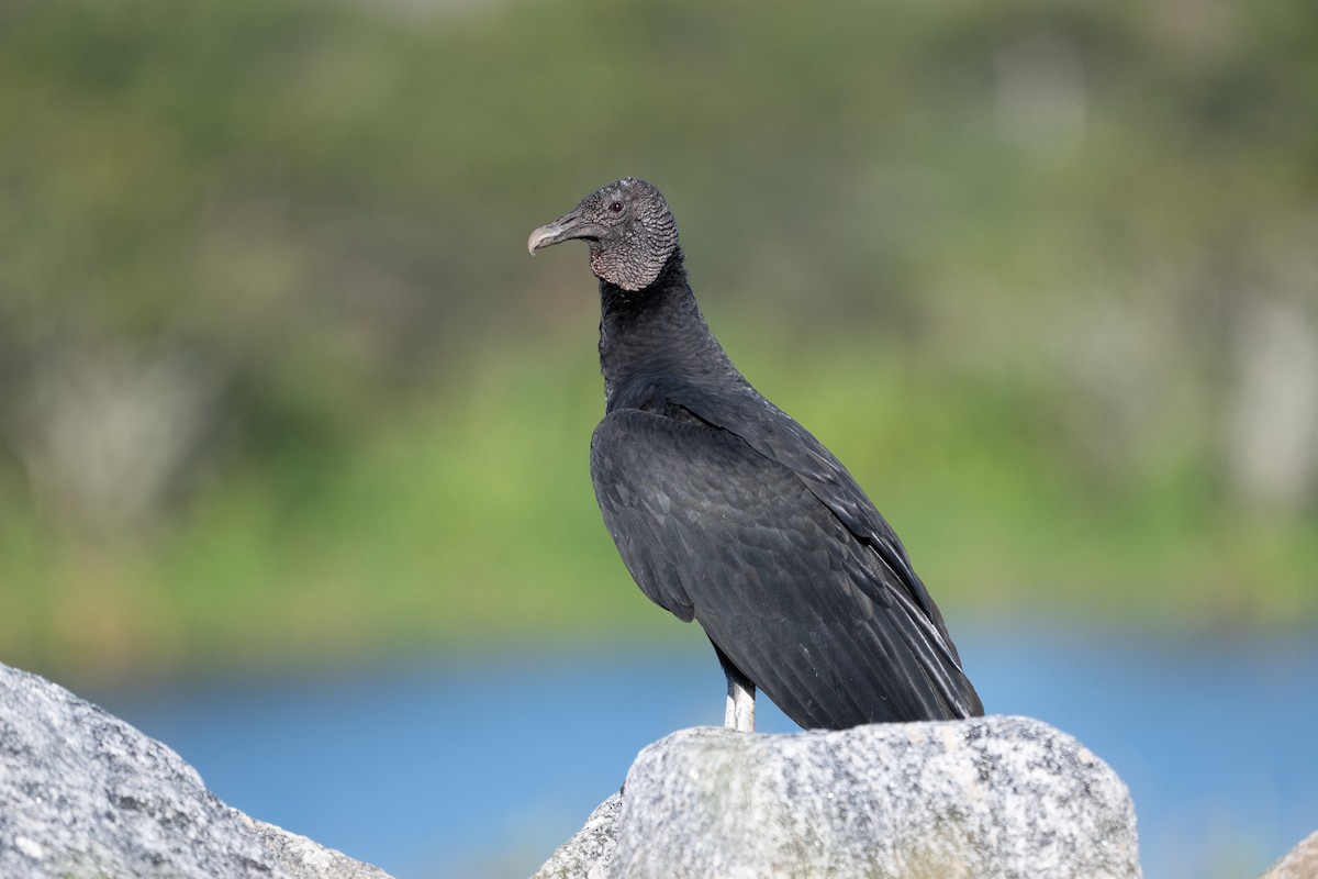 Black Vulture - ML646124219