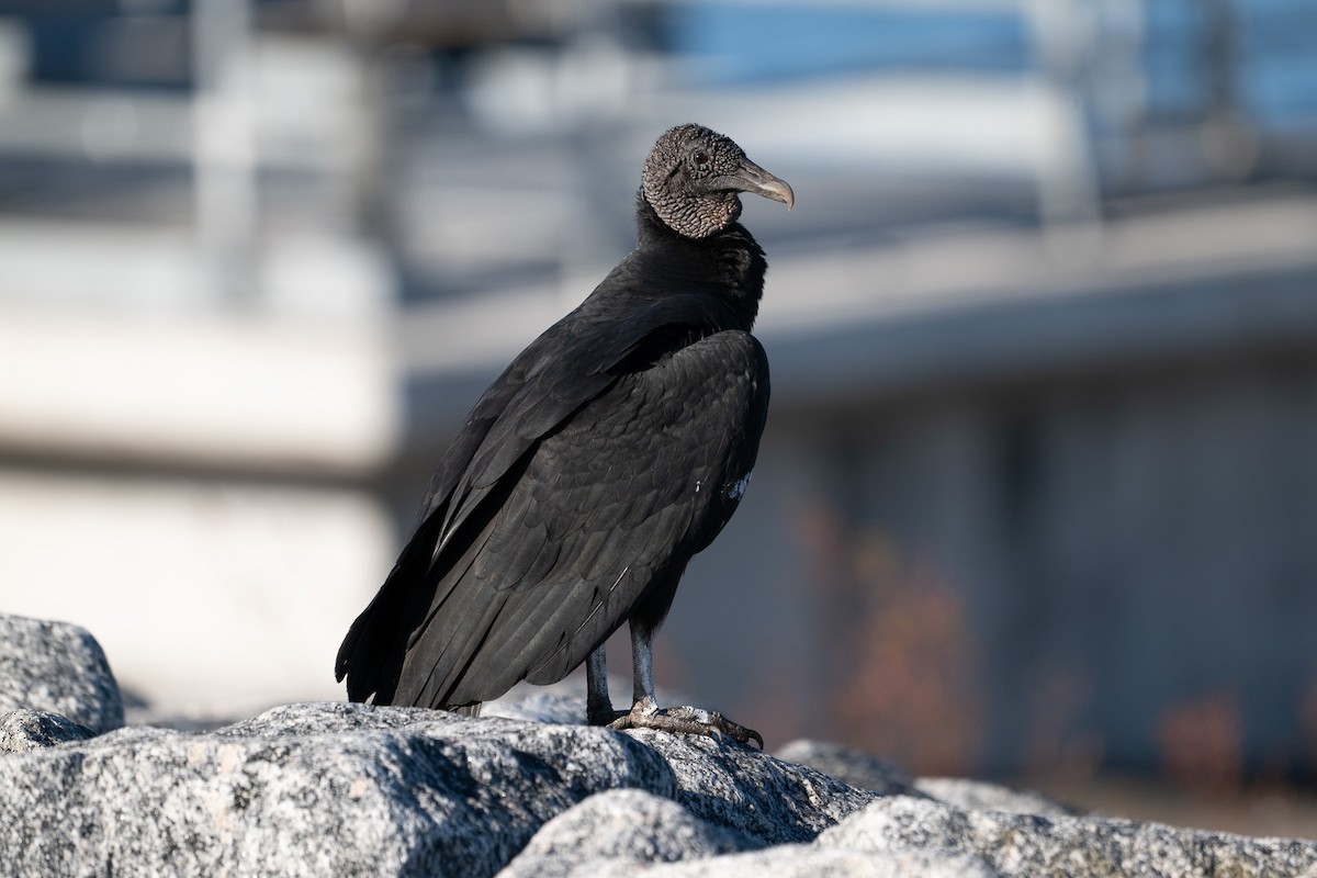 Black Vulture - ML646124220