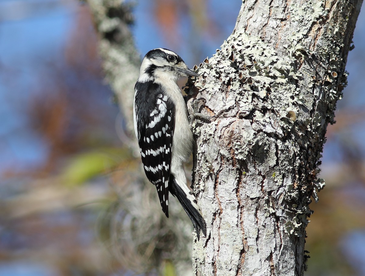 Downy Woodpecker - ML646124221
