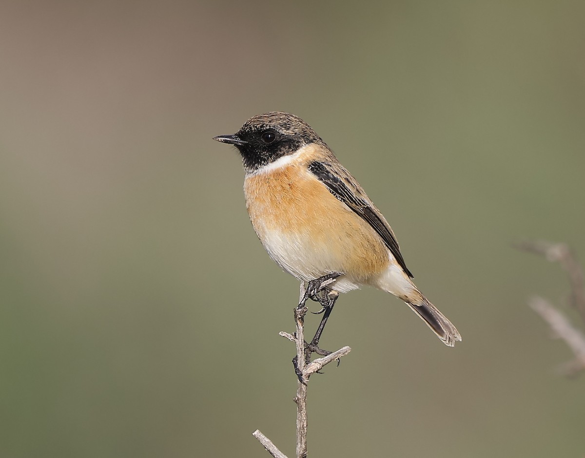 bramborníček černohlavý - ML646124222