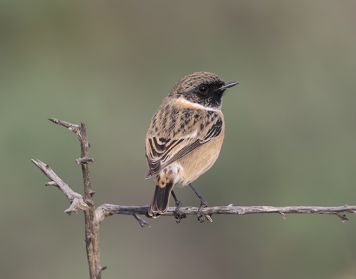 bramborníček černohlavý - ML646124223