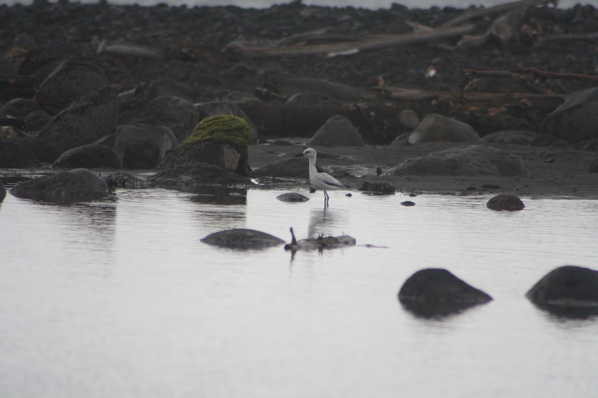 Crab-Plover - ML646124229