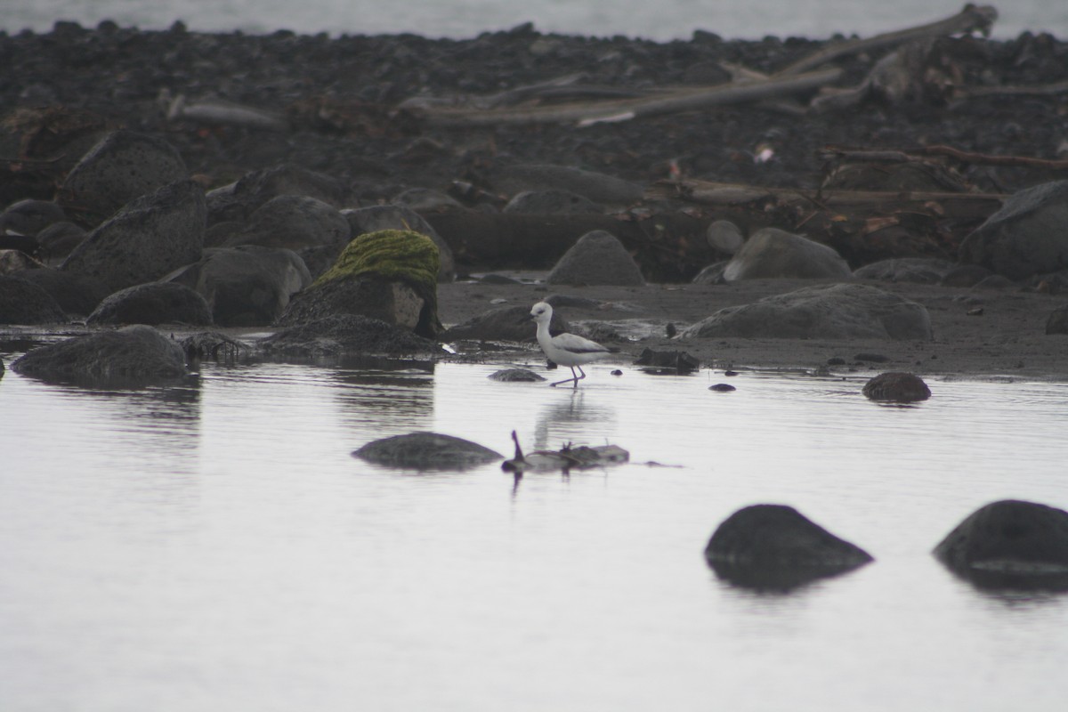 Crab-Plover - ML646124230