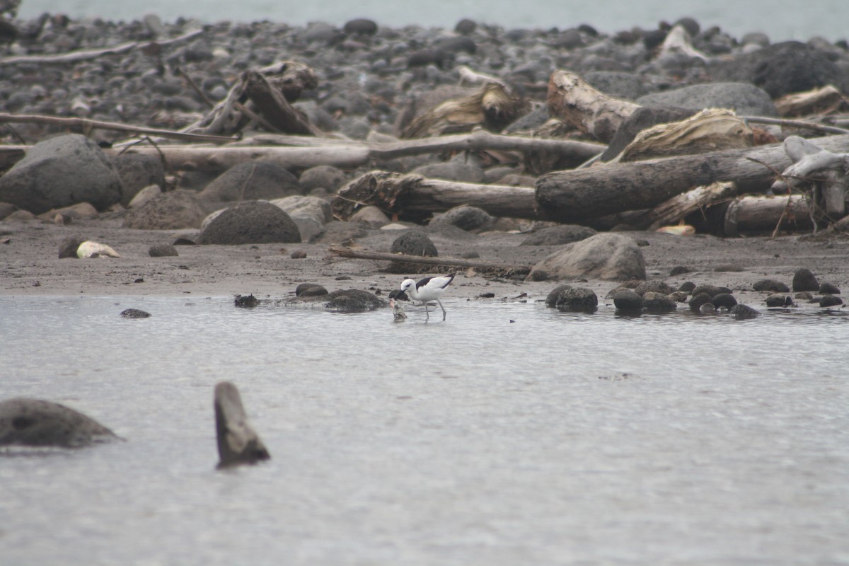 Crab-Plover - ML646124231