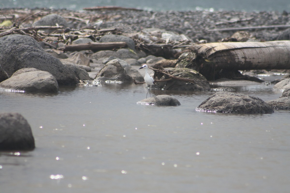 Crab-Plover - ML646124232