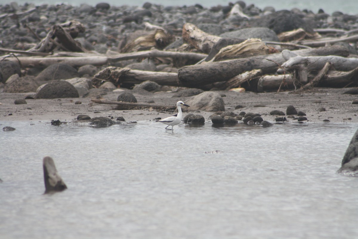 Crab-Plover - ML646124233