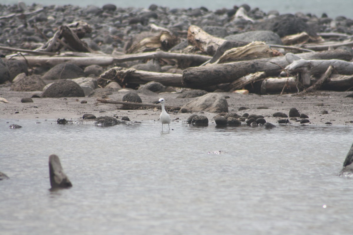 Crab-Plover - ML646124236