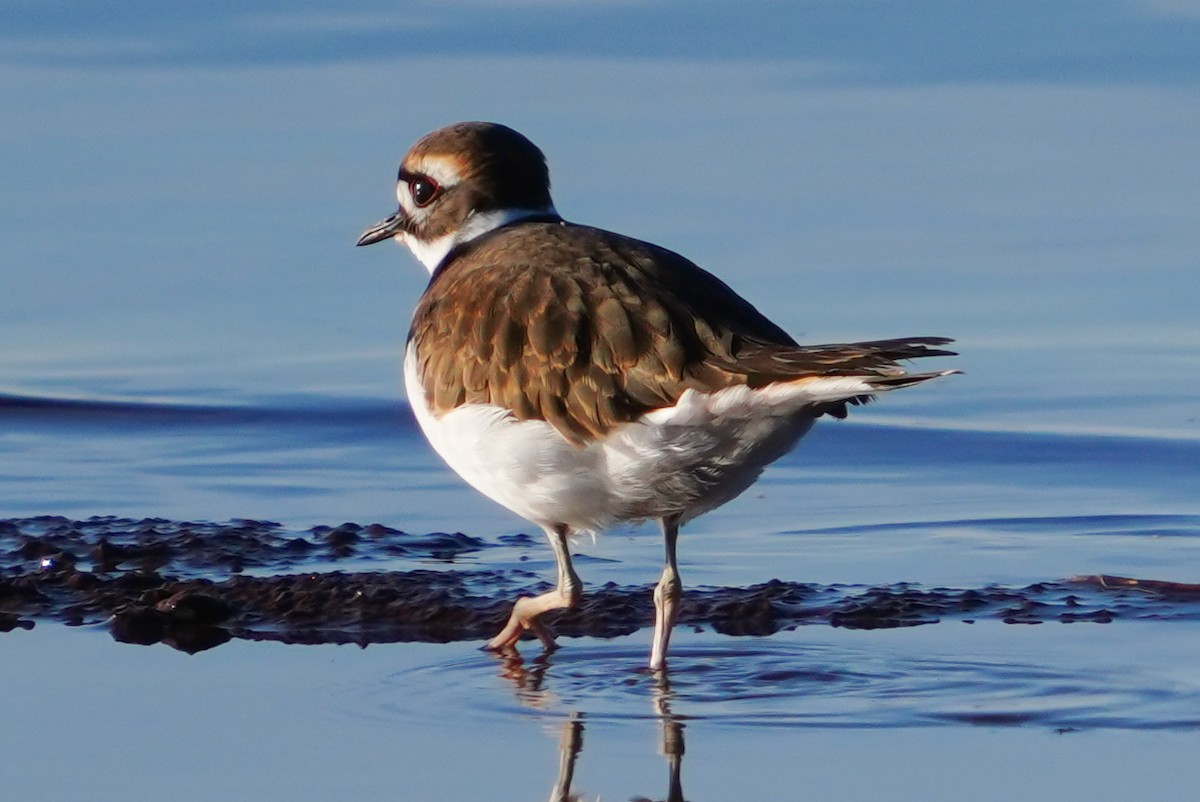 Killdeer - ML646124237