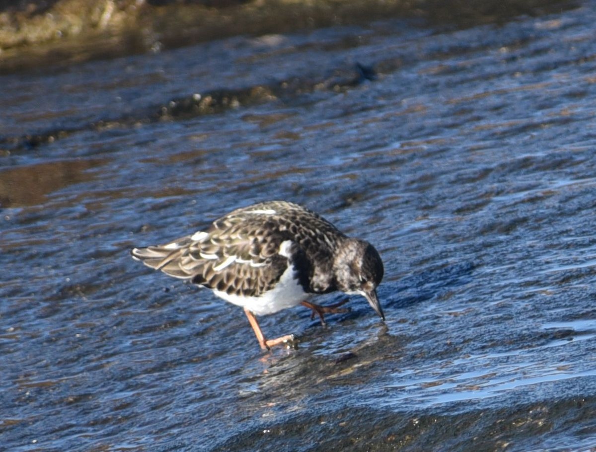 Ruddy Turnstone - ML646124238