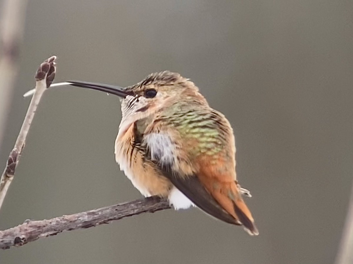 Rufous Hummingbird - ML646124241