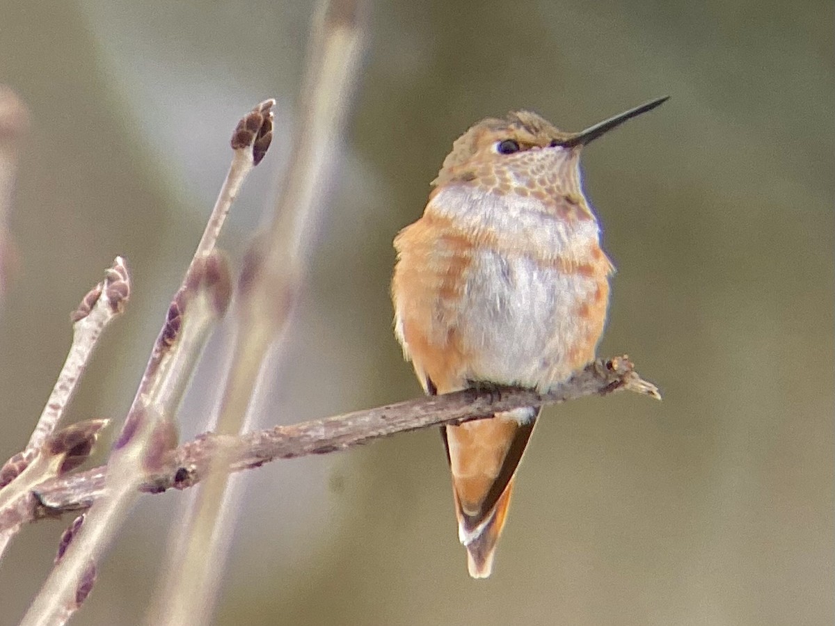 Rufous Hummingbird - ML646124242