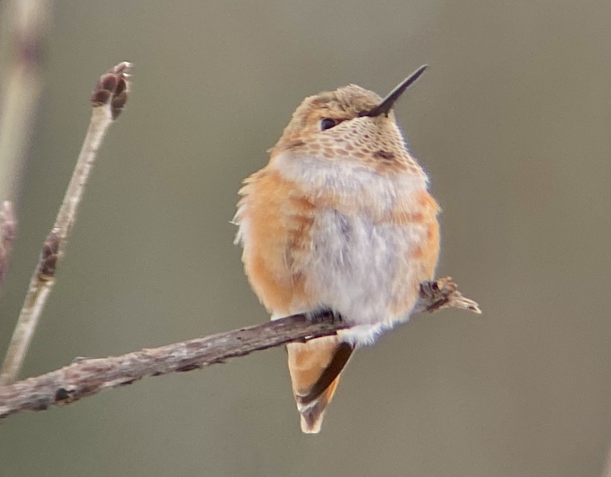 Rufous Hummingbird - ML646124243