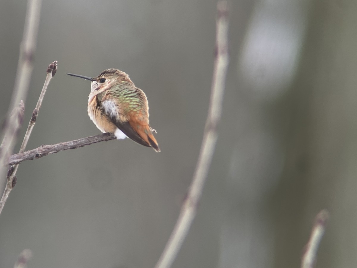 Rufous Hummingbird - ML646124244