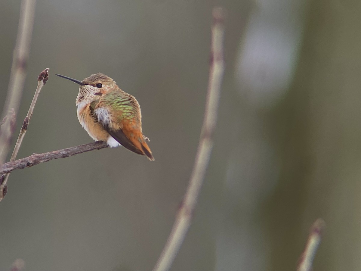 Rufous Hummingbird - ML646124245