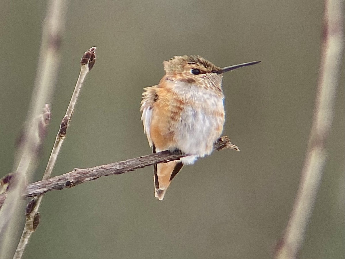 Rufous Hummingbird - ML646124246