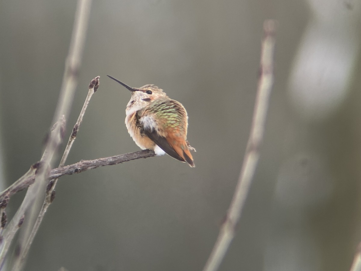 Rufous Hummingbird - ML646124247