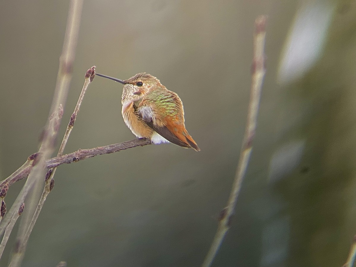 Rufous Hummingbird - ML646124248