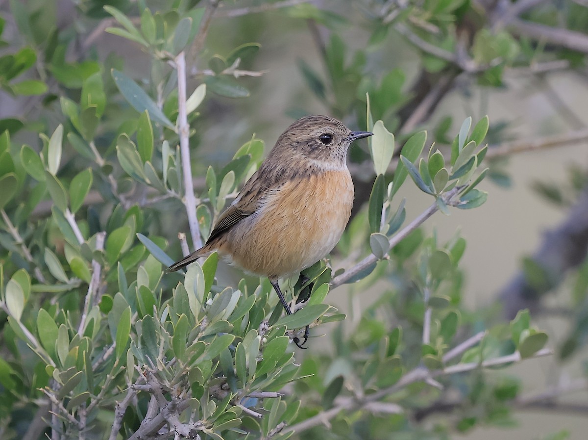 bramborníček černohlavý - ML646124252