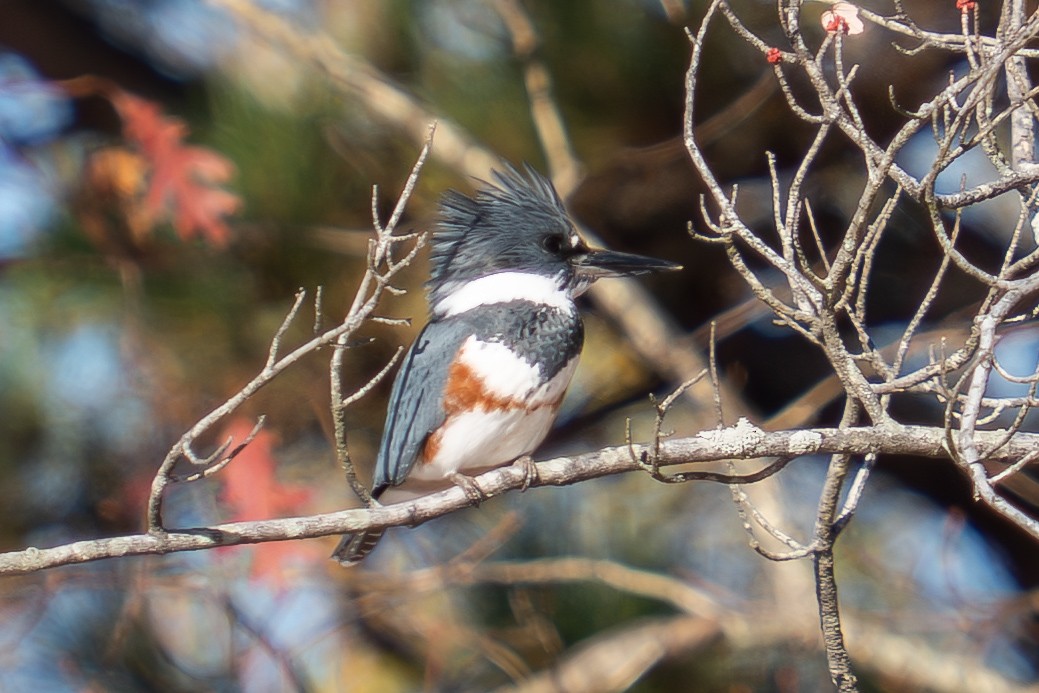 Belted Kingfisher - ML646124254