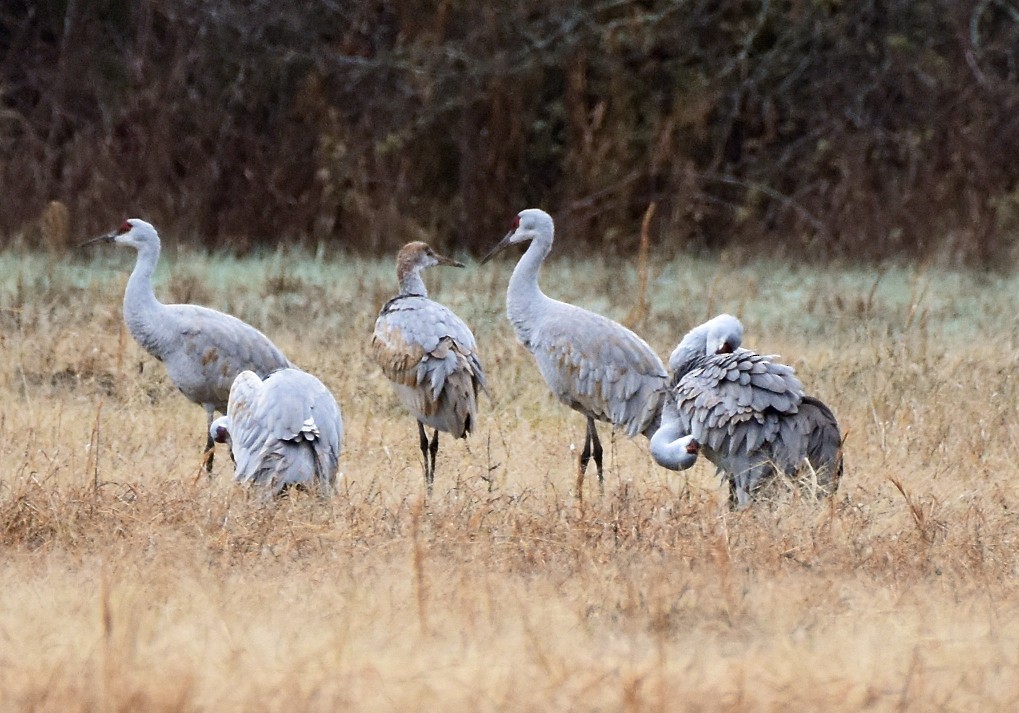 Kanadakranich - ML646124256