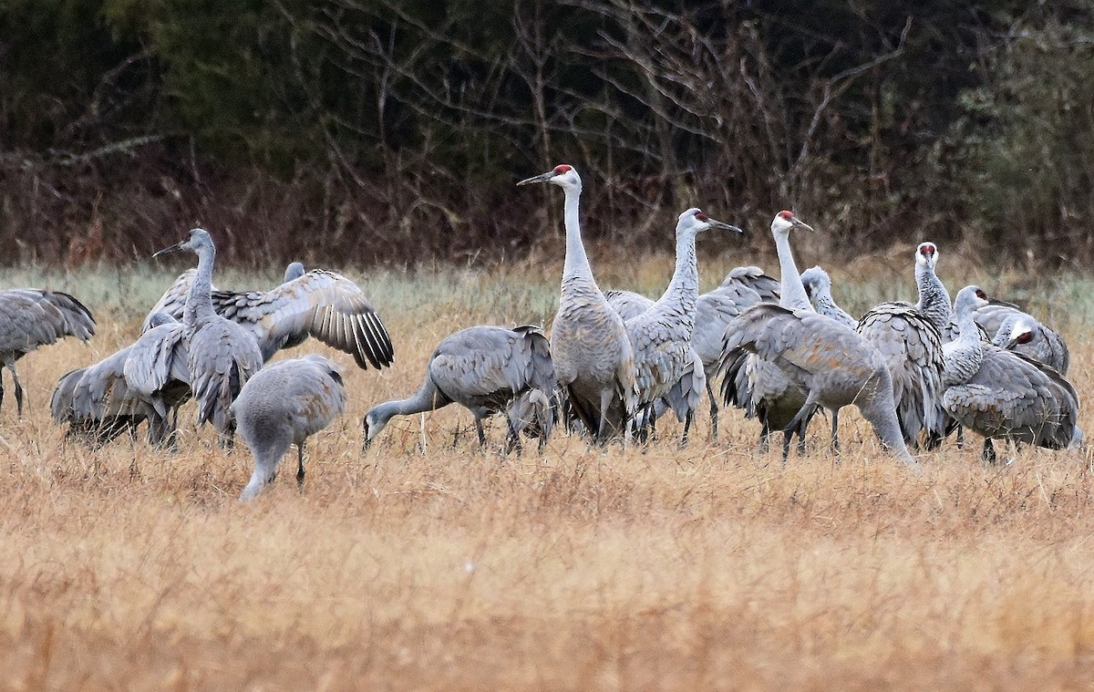 Kanadakranich - ML646124257