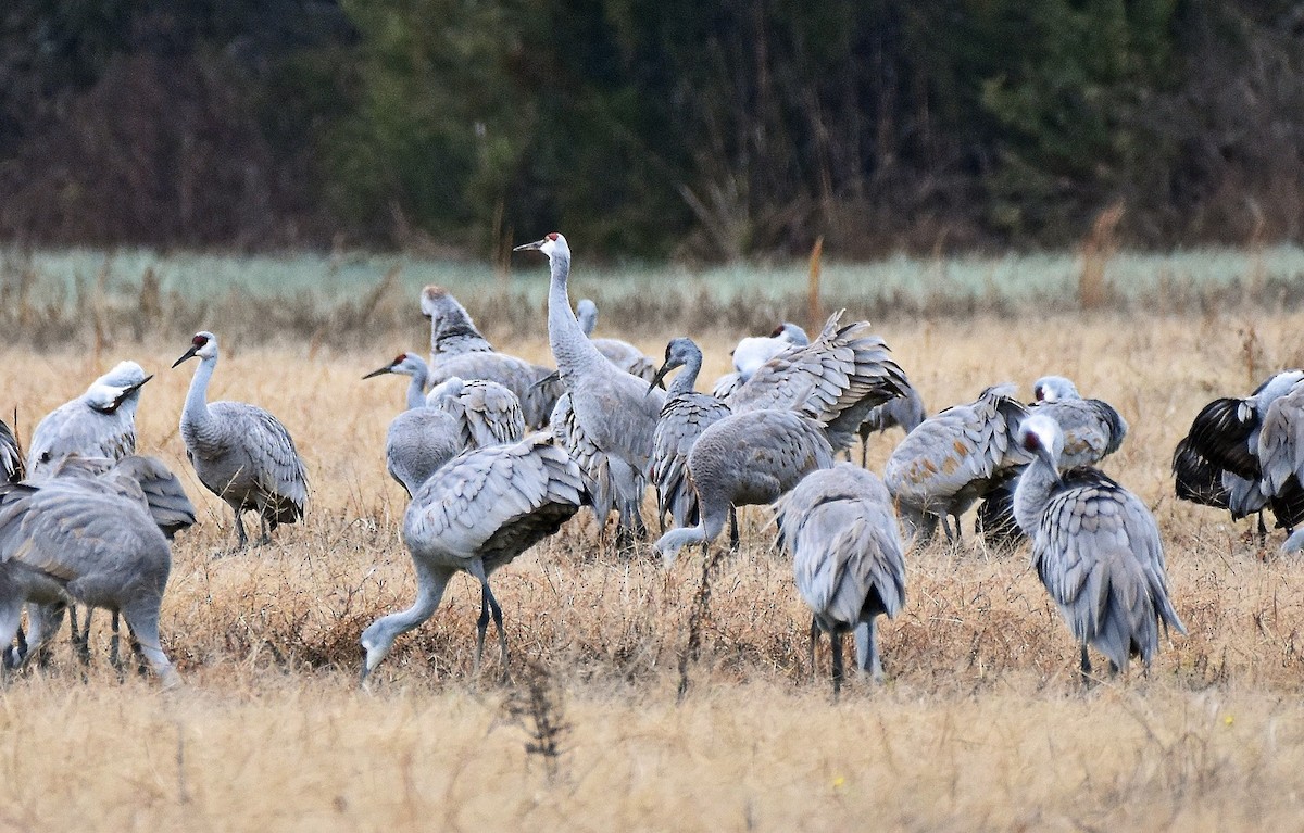 Kanadakranich - ML646124258