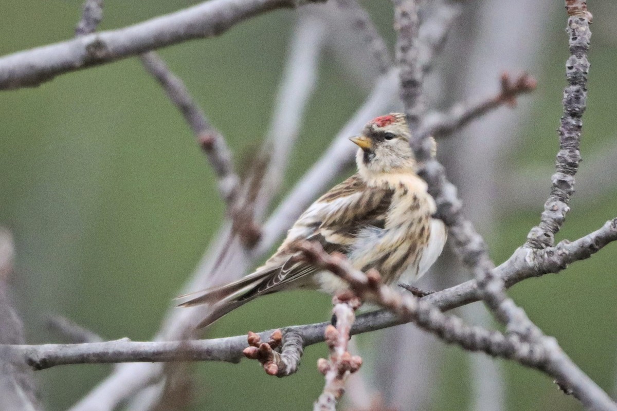 čečetka zimní - ML646124260