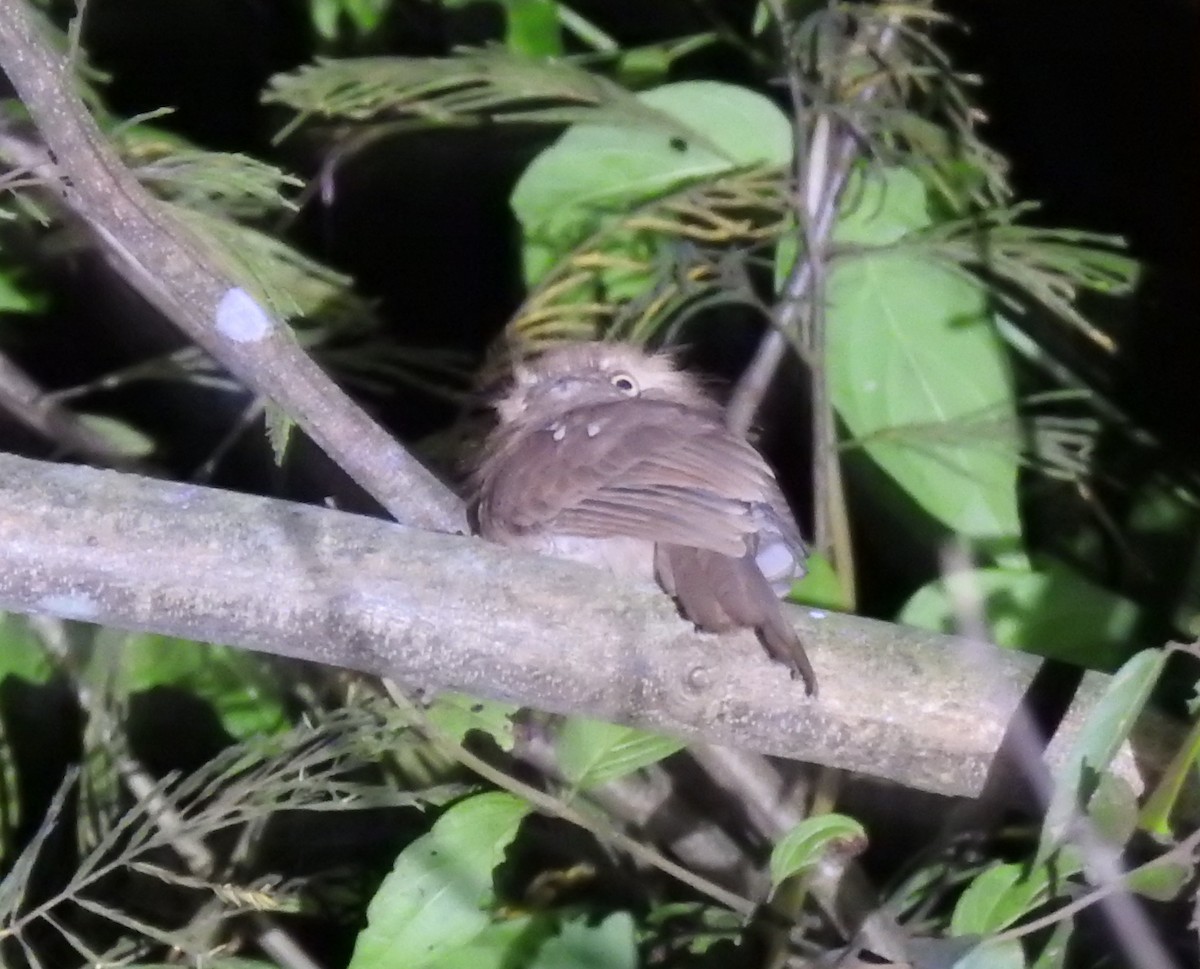 Blyth's Frogmouth - ML646124261