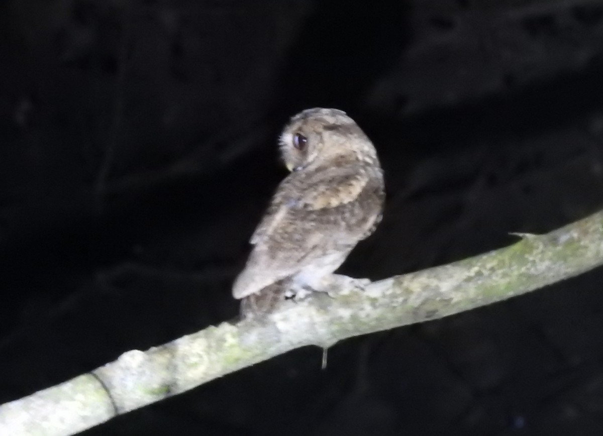 Collared Scops-Owl - ML646124263