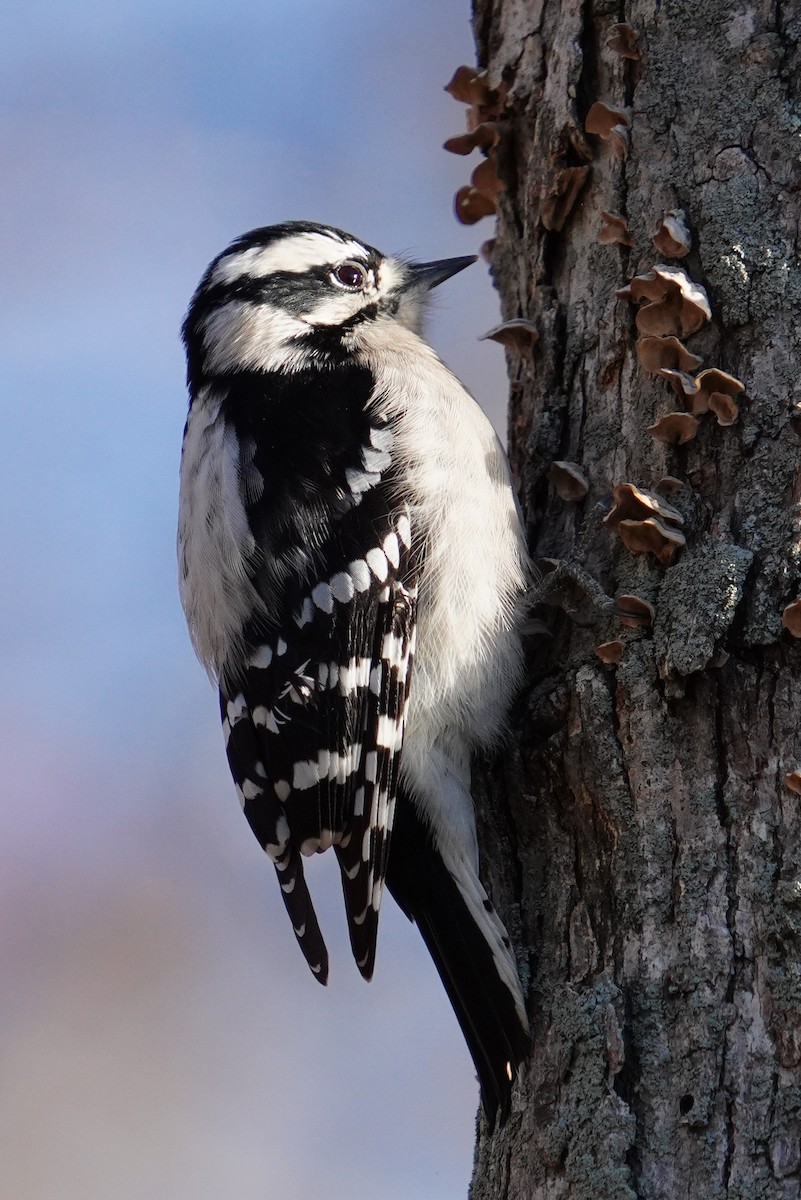 Downy Woodpecker - ML646124264