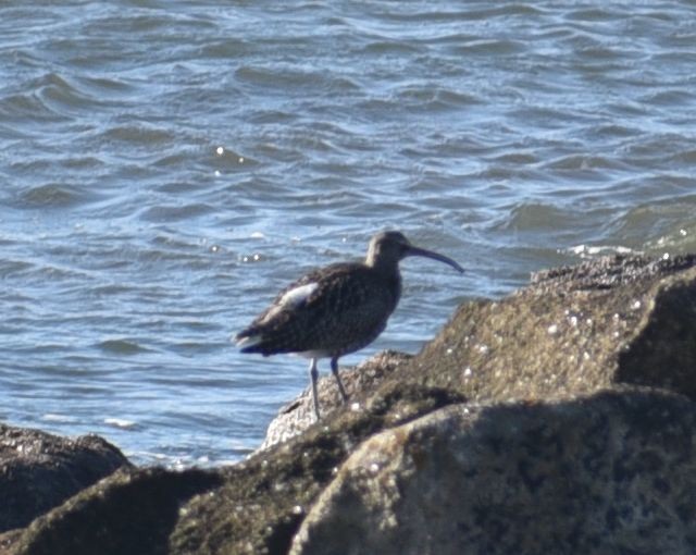 Eurasian Whimbrel - ML646124270