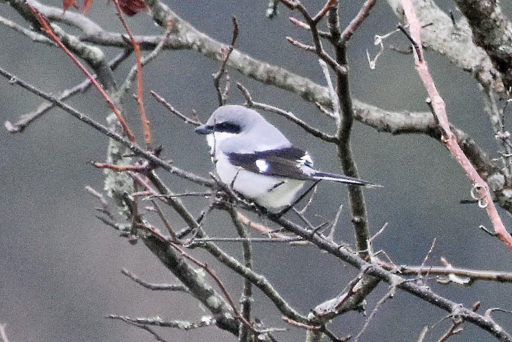 Louisianawürger - ML646124271