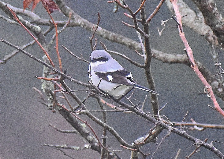 Louisianawürger - ML646124272