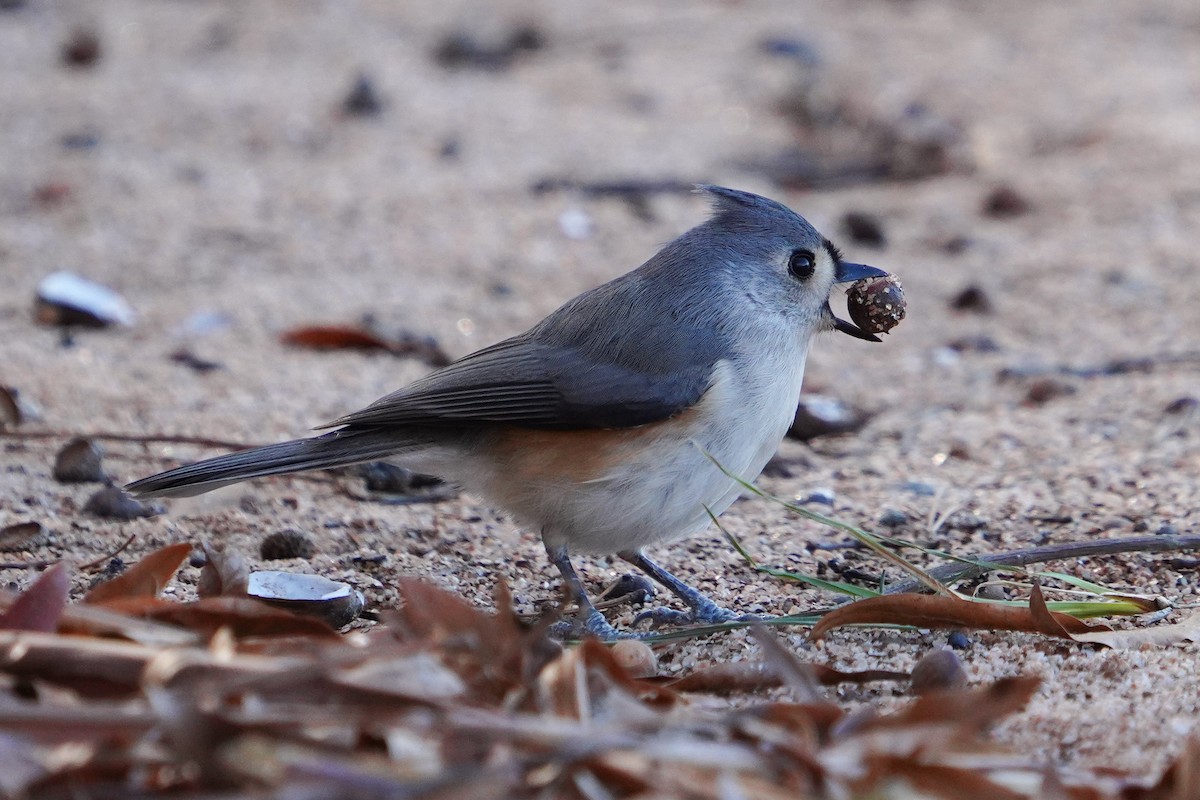 Tufted Titmouse - ML646124273