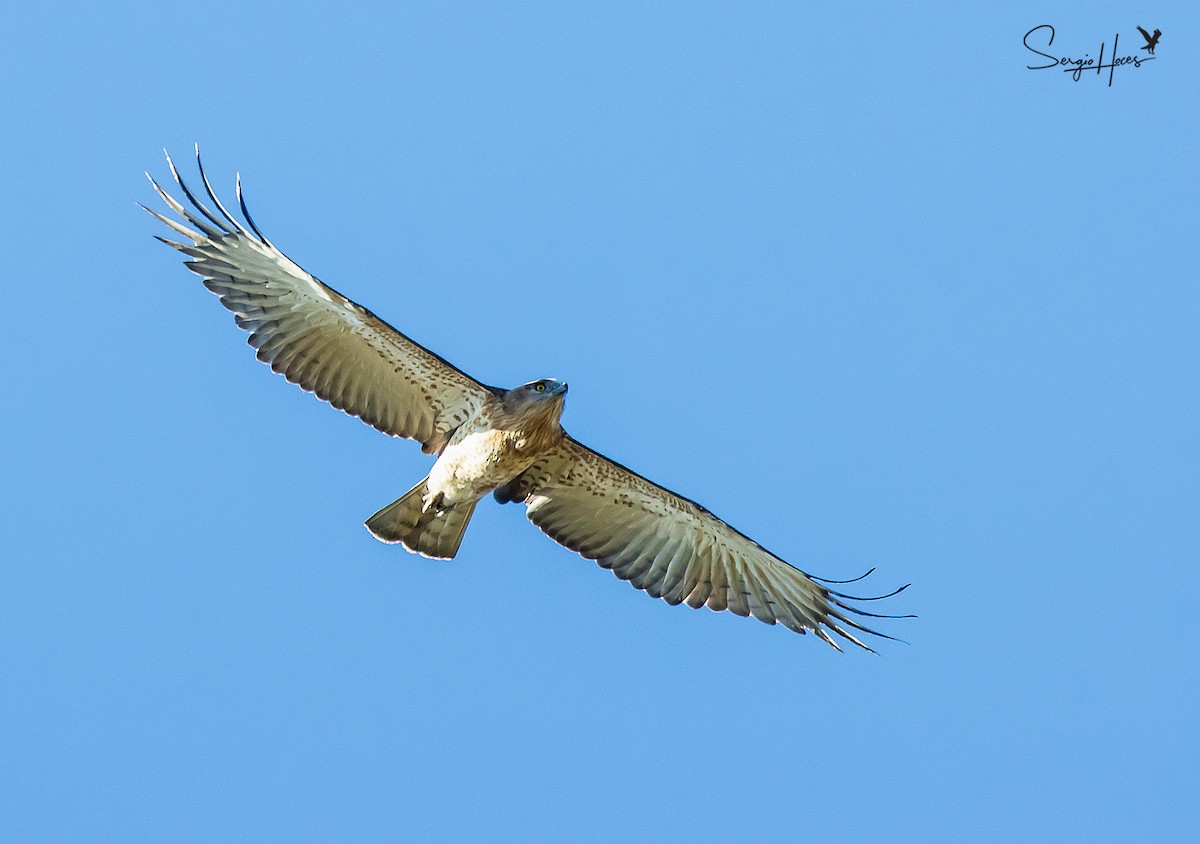 Biancone - ML646124275