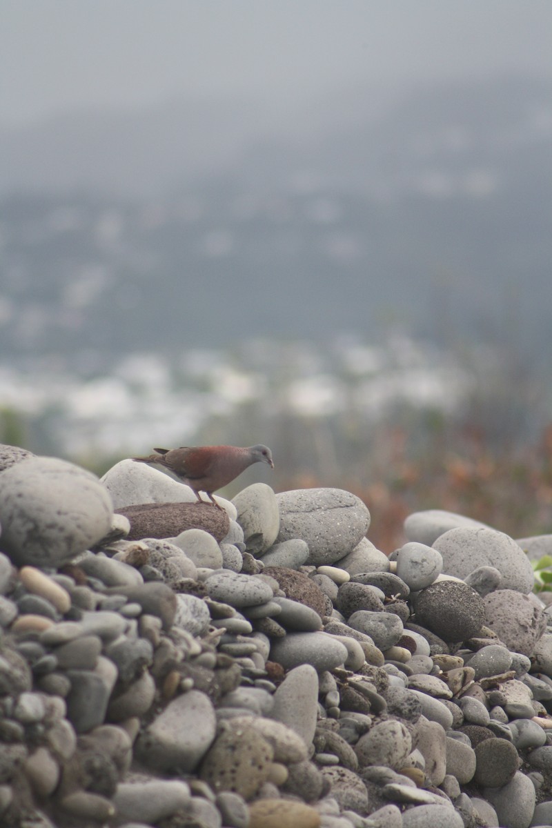 Malagasy Turtle-Dove - ML646124276