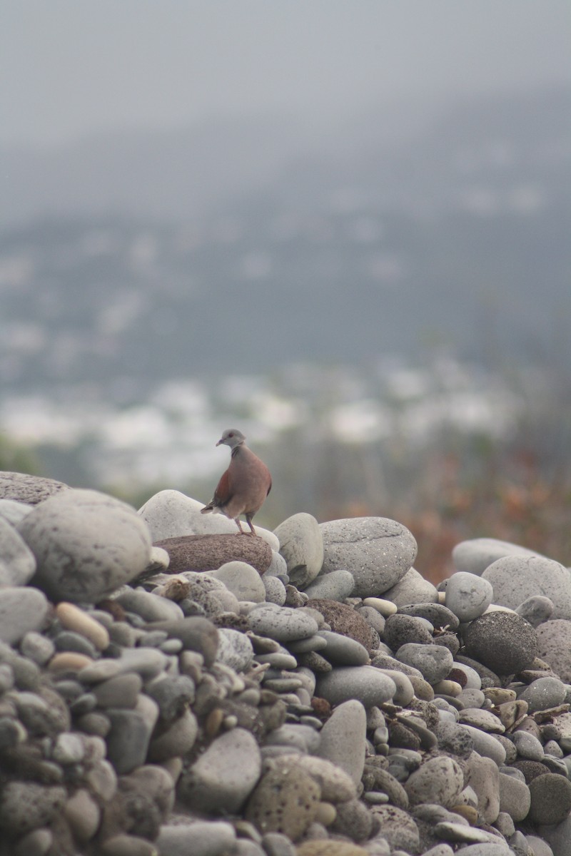 Malagasy Turtle-Dove - ML646124277