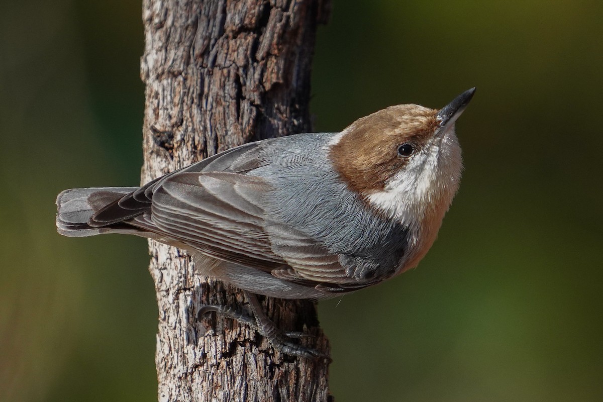 brhlík hnědohlavý - ML646124278