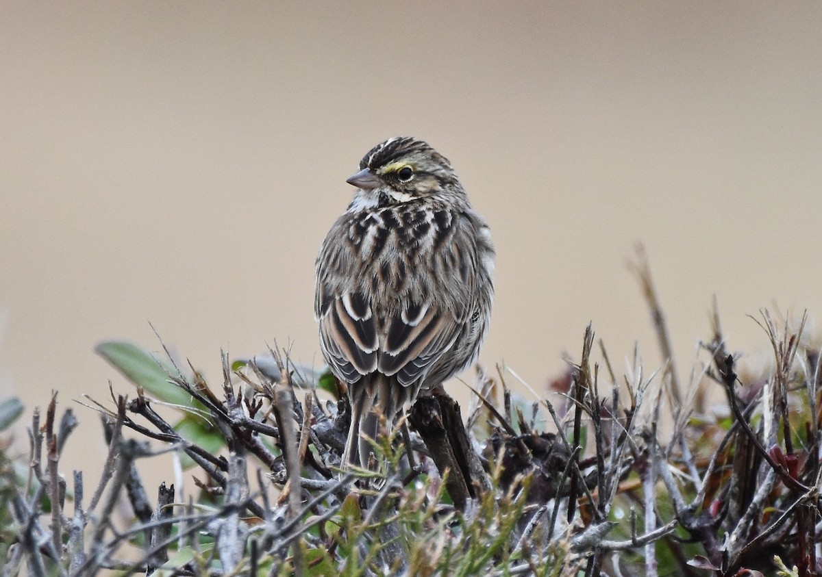 Grasammer - ML646124281