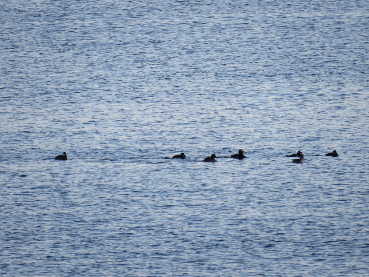 Surf Scoter - ML646124282