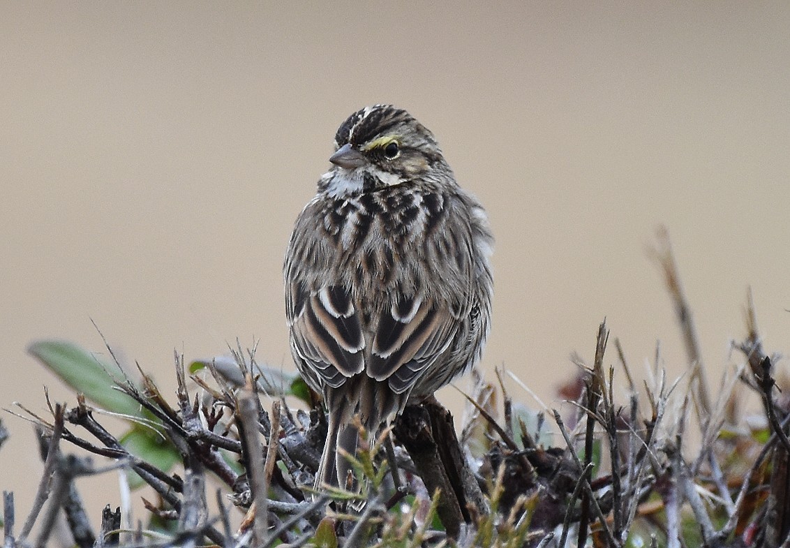 Grasammer - ML646124283