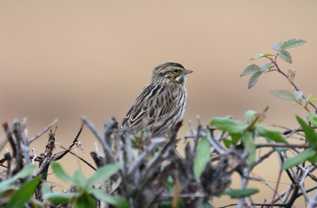 Grasammer - ML646124284