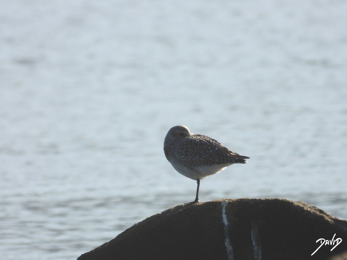 Chorlito Gris - ML646124285