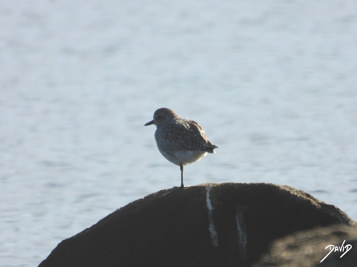 Chorlito Gris - ML646124286