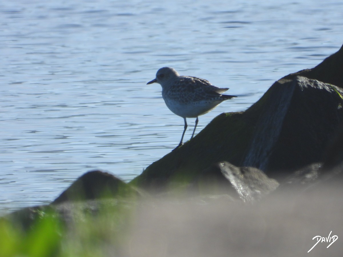 Chorlito Gris - ML646124287