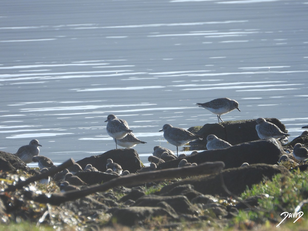 Chorlito Gris - ML646124288