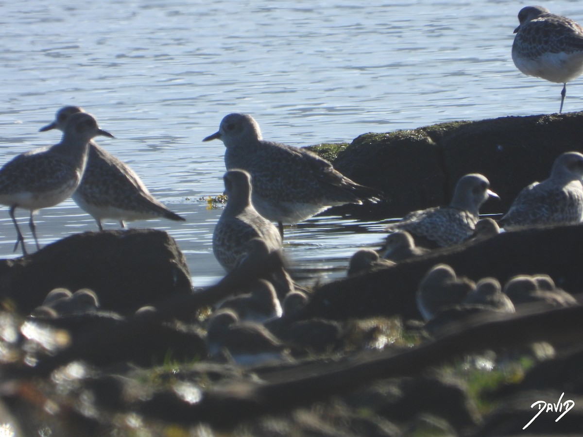 Chorlito Gris - ML646124289