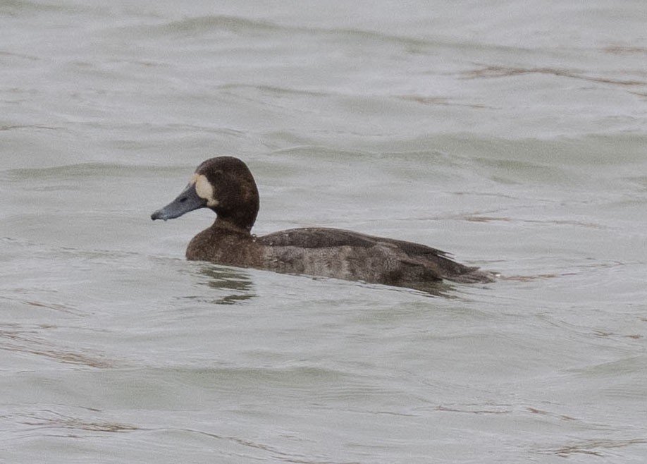 bergand - ML646124290