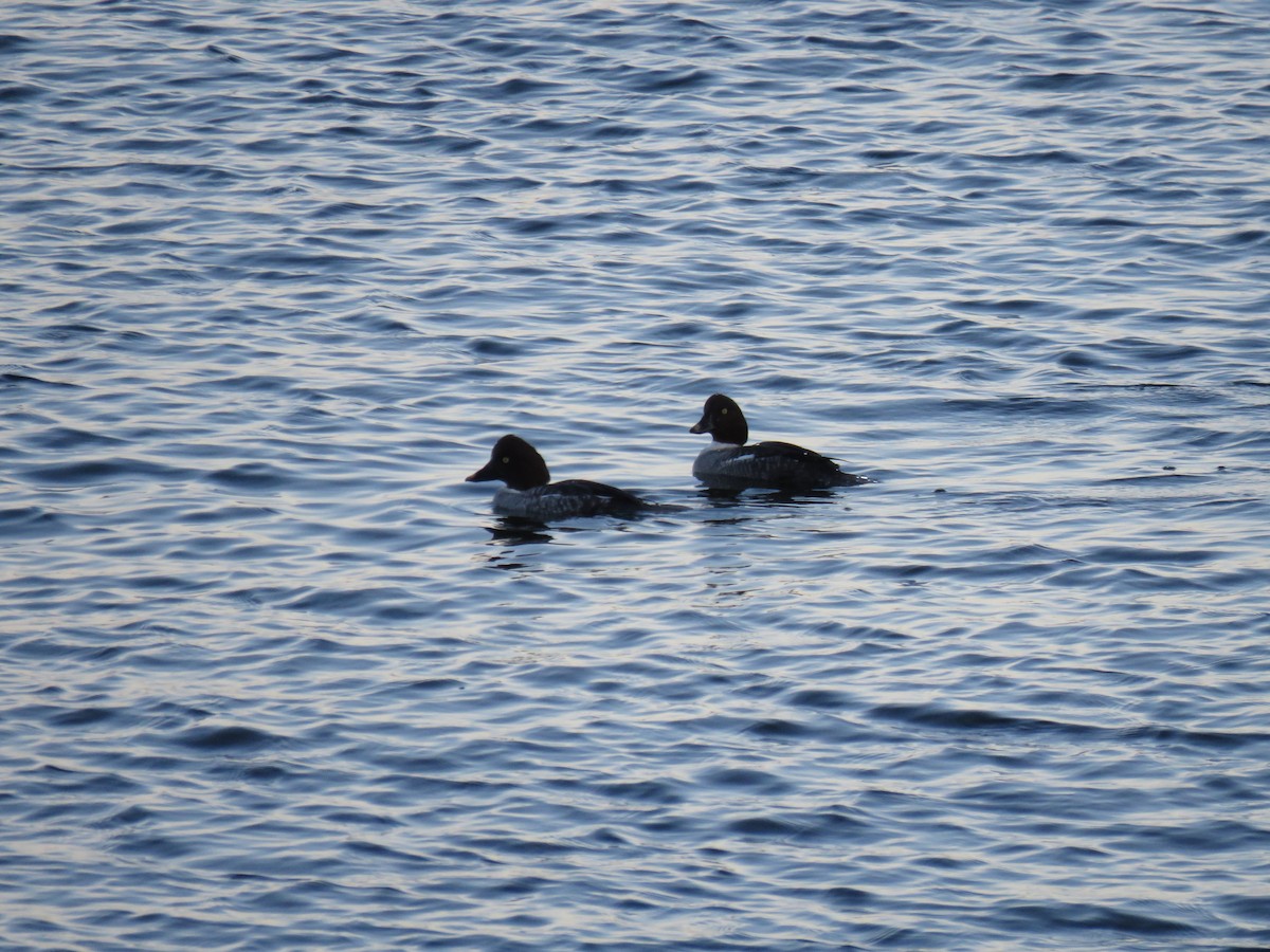 Common Goldeneye - ML646124296