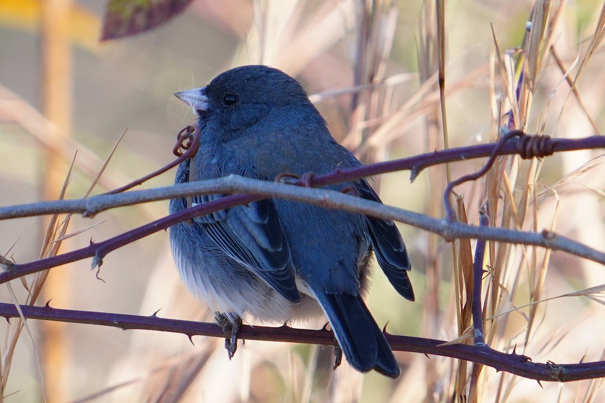 Dark-eyed Junco - ML646124297